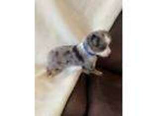 Miniature Australian Shepherd Puppy for sale in Tanner, AL, USA