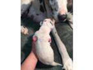 Great Dane Puppy for sale in KERNERSVILLE, NC, USA