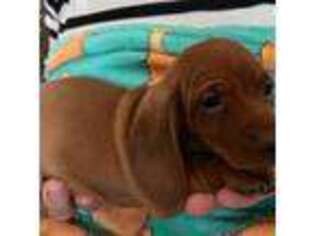 Dachshund Puppy for sale in Venus, FL, USA
