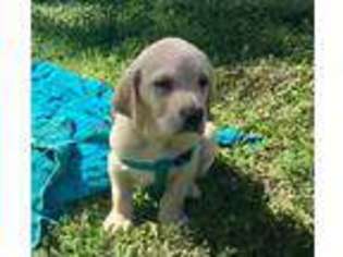 Labrador Retriever Puppy for sale in Jupiter, FL, USA