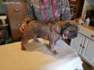 French Bulldog Puppy for sale in Newport, TN, USA