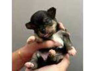 Chihuahua Puppy for sale in Clemmons, NC, USA