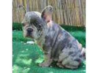 French Bulldog Puppy for sale in Phillipsburg, NJ, USA
