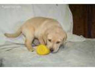 Labrador Retriever Puppy for sale in Eustis, FL, USA