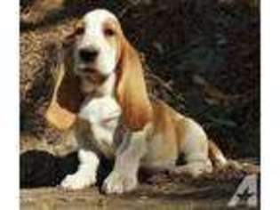 Basset Hound Puppy for sale in RENO, NV, USA