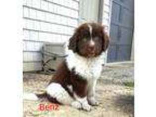Newfoundland Puppy for sale in Rushsylvania, OH, USA
