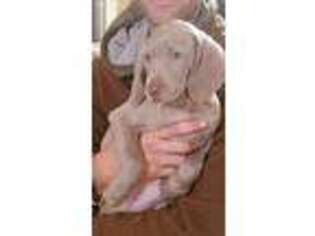Weimaraner Puppy for sale in Freeland, MD, USA