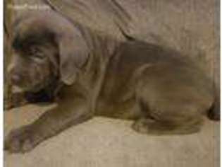 Cane Corso Puppy for sale in Conshohocken, PA, USA
