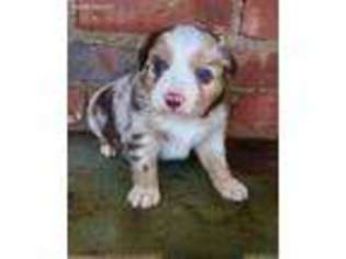 Miniature Australian Shepherd Puppy for sale in Sanger, TX, USA
