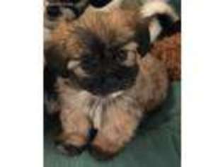 Mal-Shi Puppy for sale in Northport, AL, USA