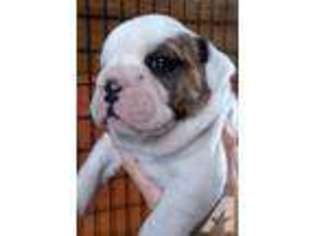 Mutt Puppy for sale in DASSEL, MN, USA