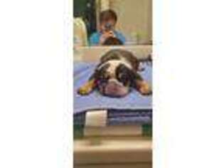 Bulldog Puppy for sale in Piedmont, SC, USA
