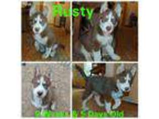 Siberian Husky Puppy for sale in Heron, MT, USA