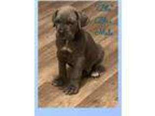 Cane Corso Puppy for sale in East Hartford, CT, USA