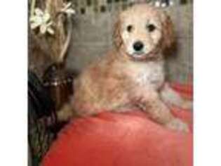 Mutt Puppy for sale in Springdale, AR, USA