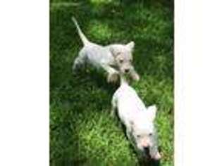 Dogo Argentino Puppy for sale in Brazoria, TX, USA