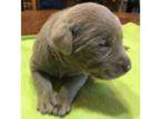 Labrador Retriever Puppy for sale in Peru, ME, USA