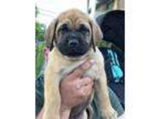 Mastiff Puppy for sale in Topeka, IN, USA