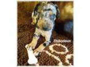 Catahoula Leopard Dog Puppy for sale in Ramseur, NC, USA