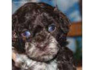 Mutt Puppy for sale in Rising City, NE, USA