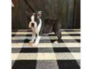 Boston Terrier Puppy for sale in Newnan, GA, USA
