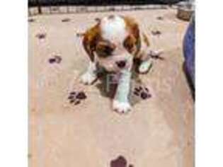 Cavalier King Charles Spaniel Puppy for sale in Hearne, TX, USA