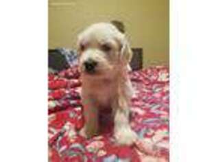 Mutt Puppy for sale in Perryville, MO, USA