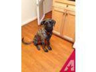 Mastiff Puppy for sale in NORFOLK, VA, USA
