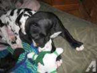 Great Dane Puppy for sale in Georgetown, TX, USA