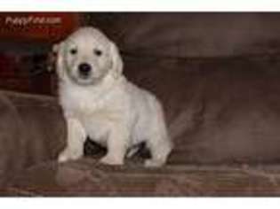 Golden Retriever Puppy for sale in Winchester, OH, USA