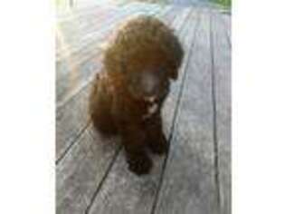 Mutt Puppy for sale in Woodbury, TN, USA