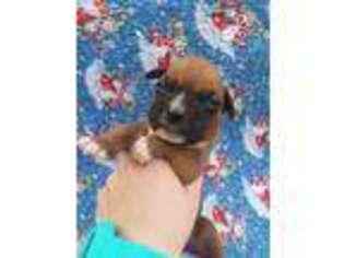 Boxer Puppy for sale in Edgewood, TX, USA