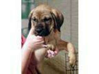 Mastiff Puppy for sale in Malta, OH, USA