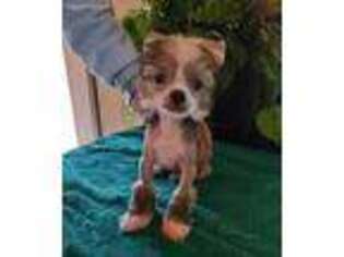 Chinese Crested Puppy for sale in Loganville, GA, USA