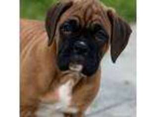 Boxer Puppy for sale in Acushnet, MA, USA