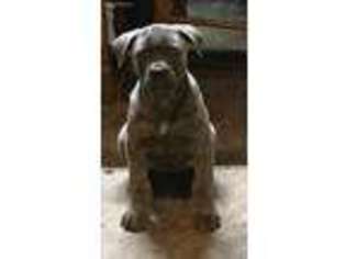 Cane Corso Puppy for sale in Corvallis, OR, USA