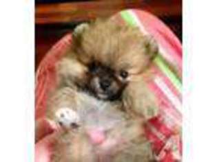 Pomeranian Puppy for sale in MEDFORD, OR, USA