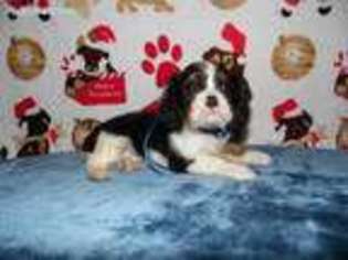 Cavalier King Charles Spaniel Puppy for sale in Midland, MI, USA