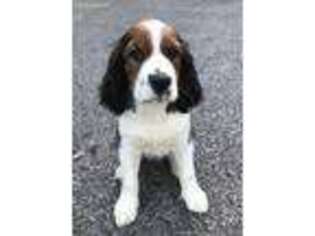 English Springer Spaniel Puppy for sale in Collierville, TN, USA