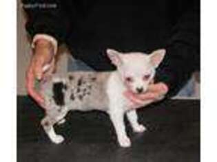 Chihuahua Puppy for sale in Exeter, MO, USA
