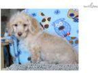 Cavachon Puppy for sale in Williamsport, PA, USA