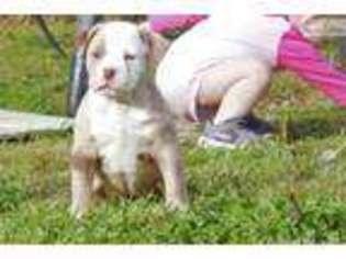 Olde English Bulldogge Puppy for sale in Tulsa, OK, USA