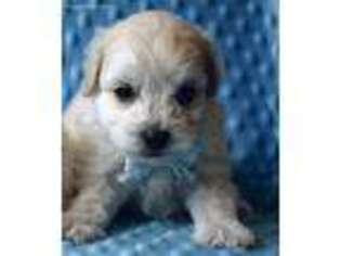 Maltese Puppy for sale in Vernonia, OR, USA