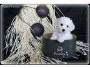 Bichon Frise Puppy for sale in Punta Gorda, FL, USA