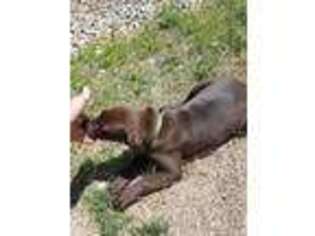 Labrador Retriever Puppy for sale in Bellvue, CO, USA