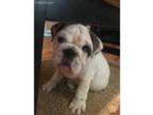 Bulldog Puppy for sale in Pampa, TX, USA