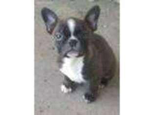 Boston Terrier Puppy for sale in Martinsville, MO, USA