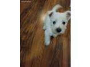 West Highland White Terrier Puppy for sale in Erie, PA, USA
