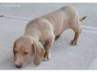 Dachshund Puppy for sale in Elyria, OH, USA