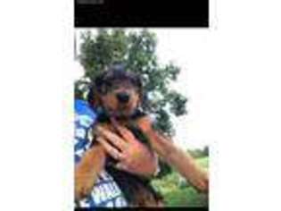 Airedale Terrier Puppy for sale in Flemingsburg, KY, USA